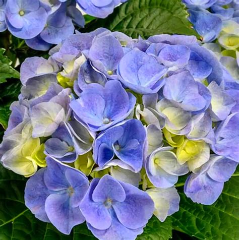 Гортензия Хай Ривер (Hydrangea macr. Hi River), С3 | САД ПОЛТАВИ