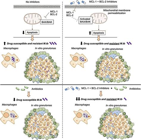 Cancer Therapy Shows Promise Against Tuberculosis