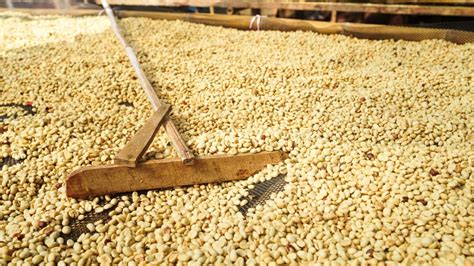 From Dry to Fermentation: A Guide to Coffee Processing Methods