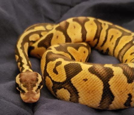 Pastel Ball Python Morphs (10 Extraordinary Photos + Info)