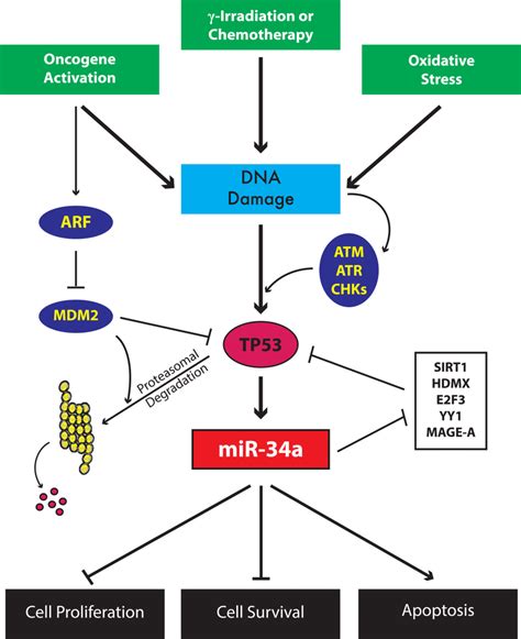 The Tp53 Feedback Loop That Controls Mir 34a Expression Download