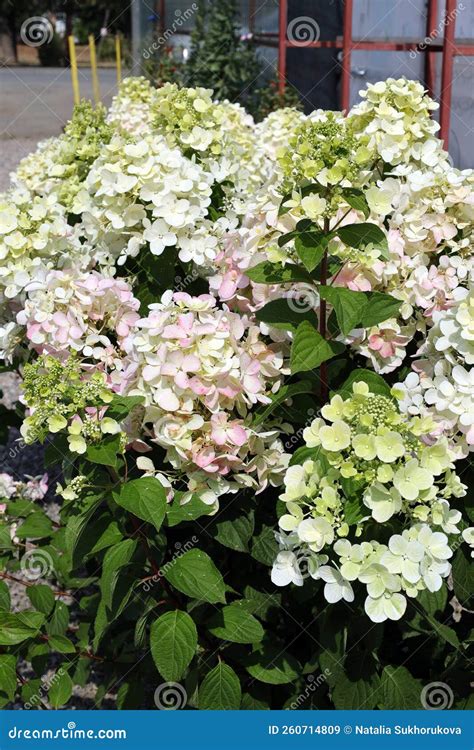 Flowering Hydrangea Bushes Of Different Varieties At A Garden