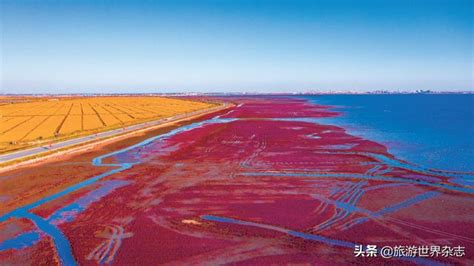 盘锦湿地稻田香 大地艺术稻田画水稻新浪新闻