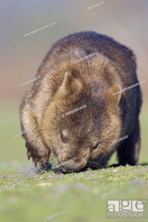 Naked-nosed wombat, Naked-nosed wombat, common wombats (Vombatus ursinus), wombat, wombats ...