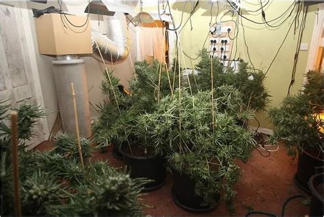 First Pictures Inside £1m Cannabis Farms After 12 Men Jailed For 39