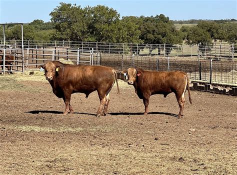 ABN Ranch — Akaushi Association Association