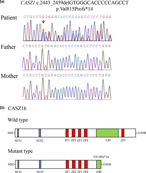 Sanger Sequencing Analysis And Schematic Representations Of Protein