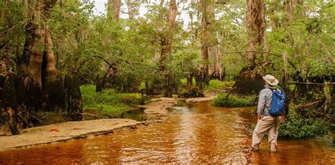 Scientists Discover A 2 600 Year Old Bald Cypress Tree In North