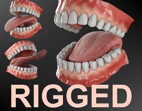 Realistic Rigged Mouth With Gums Teeth And Tongue D Model Animated