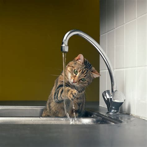 Why Are Cats Afraid of Water? Exploring the Feline Hydrophobia