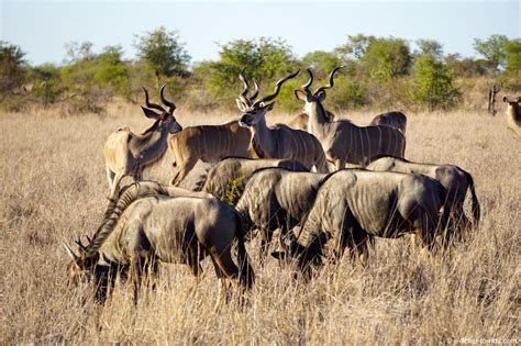 Réussir son safari au Parc Kruger Afrique du Sud