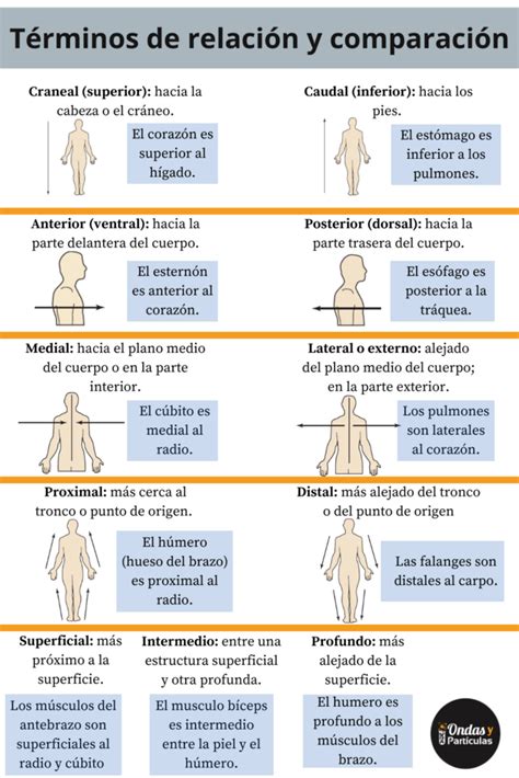 Términos Anatómicos Posición Anatómica Planos Y Secciones Ondas Y