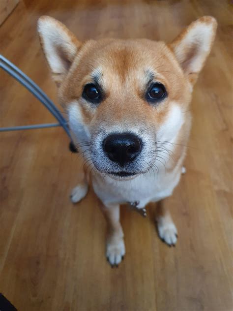 I have another question for the UK shiba owners. What carrier (all types) do you use, what size