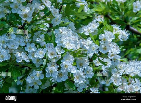 In hawthorne bush hi-res stock photography and images - Alamy