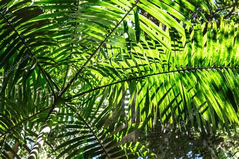 Photos Palm Tree Cover Palm Tree Canopy — Stock Photo © Silkenphotos