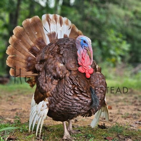 Bourbon Red Turkey Poults Huxleys Homestead