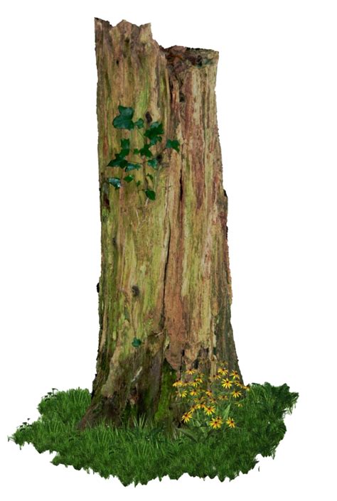 Stump Tree Trunk Nature Rustic Wood Bark Png