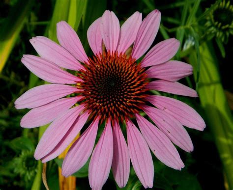 Coneflowers Plant Care And Collection Of Varieties