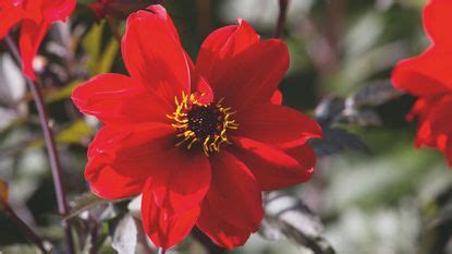 How To Overwinter Dahlias The Monty Don Way Ideal Home