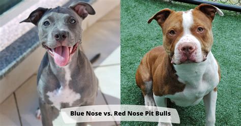 Blue Nose vs. Red Nose Pit Bulls – RESPONSIBLE BULLY OWNERSHIP BLOG