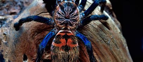 Beginners Guide To The Chromatopelma Cyaneopubescens Tarantula