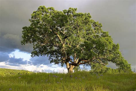 Iowa State Tree | Oak