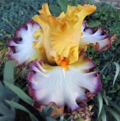 Border Bearded Iris Iris Tagline In The Irises Database Garden Org