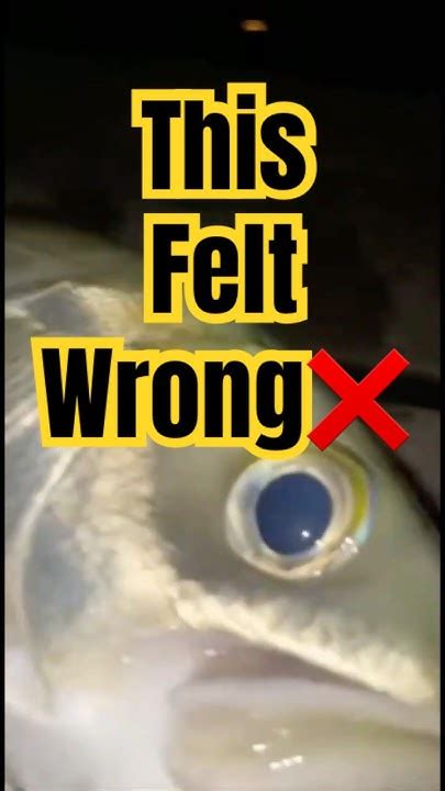 happening  fish youtube
