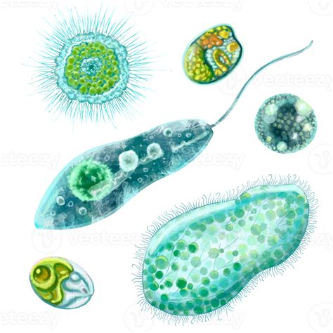 Unicellular Protozoa Set Of Illustration Of A Single Cell Bacterium For Printing Textbooks