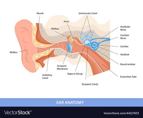 Human ear structure anatomical diagram Royalty Free Vector