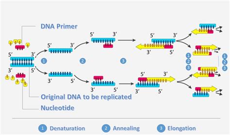 Conventional Pcr One Step Rt Pcr Or Two Step Real Time Rt Pcr Which