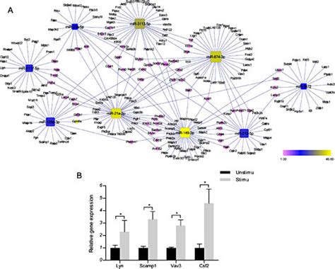 A A Mirna Target Gene Network The Rounded Rectangle Nodes Represent