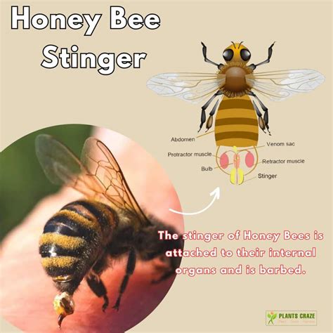 Wasp Vs Hornet Vs Yellow Jacket Vs Bee: 5 Differences To Tell