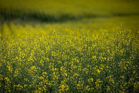 Redecanola Vai Impulsionar Cultivo De Canola No Brasil Para Produ O De