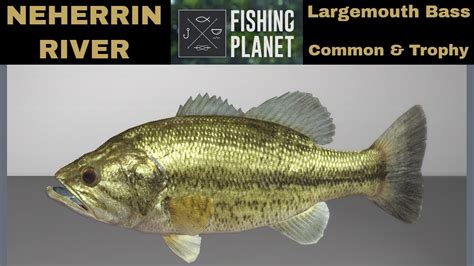 Fishing Planet Neherrin River Largemouth Bass Common Trophy YouTube