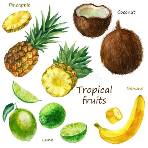 Filigrana Di Una Serie Di Frutti Tropicali Ananas Cocco Calce Calce