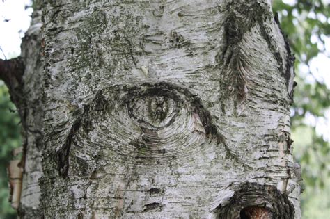 The Number Zero: Eye in a Birch Tree