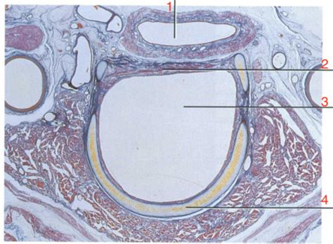 Respiratory Histology Flashcards Quizlet