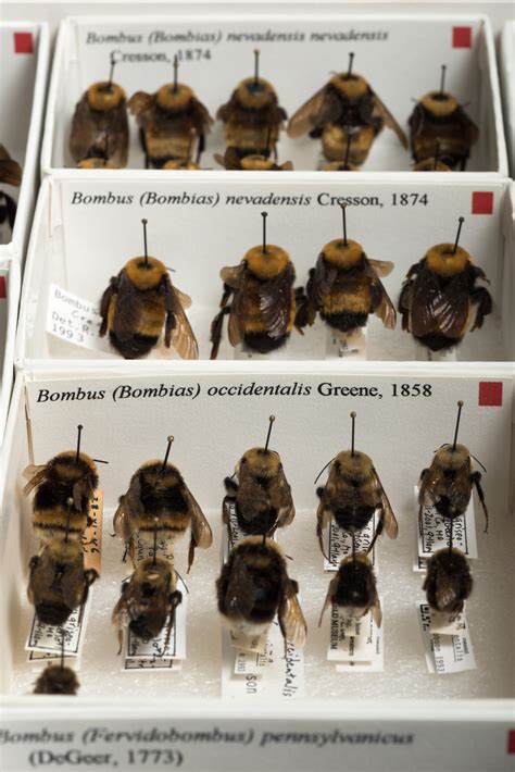 Western Bumble Bee - Extinction