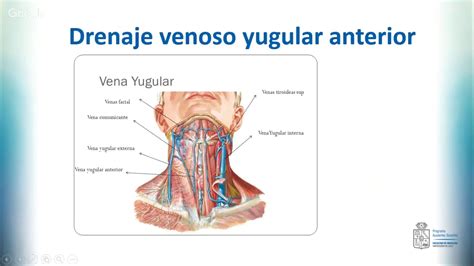 Vascularización e inervación de cuello Anatomía II MED YouTube