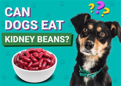 Can Dogs Eat Kidney Beans Vet Approved Facts And Faq Pangovet