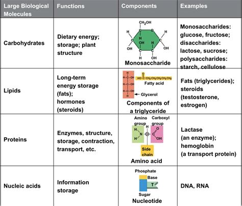 Biology Unit 2 Vocabulary Diagram Quizlet