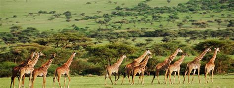 Kenya Masai Mara Safari Packages