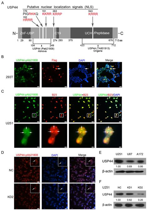 Antibody Identification And Intracellular Localization Of Usp A A