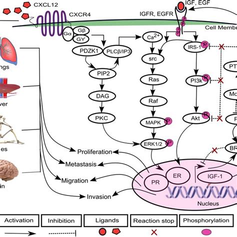 Cxcl12 Cxcr4 Associated Brn Model Directed Arrows Represent Activation