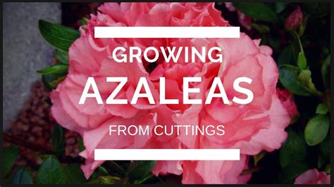 How To Propagate An Azalea From Cuttings Youtube