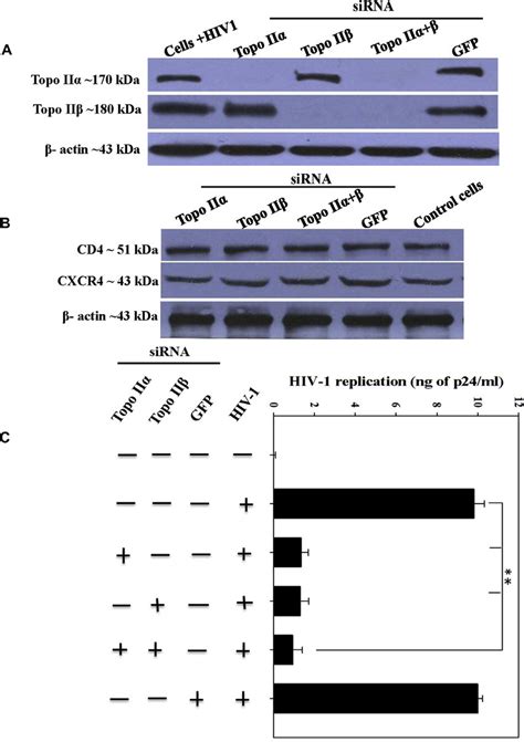 Effect Of Topo II Knockdown On HIV 1 Replication A Analysis Of Topo