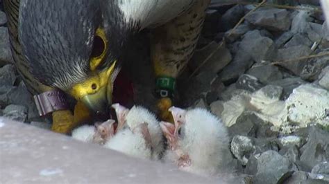 Baby Peregrine Falcon In Nest