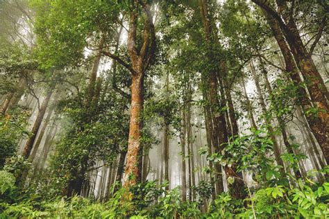 Bali Botanical Garden - Discovery Bali