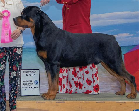 Dog Gallery – Rottweiler Breed Standards - Lonecreek Rottweilers